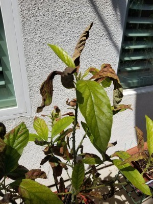 Avocado Tree Leaves Turning Brown and Dying - dying leaves on an avocado tree outside