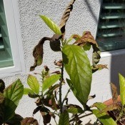 Avocado Tree Leaves Turning Brown and Dying - dying leaves on an avocado tree outside