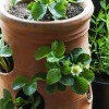 A strawberry pot with plants in bloom.
