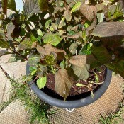 Hydrangeas Leaves Turned Brown - damaged leaves