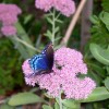 Blue Beauty (Butterfly on Sedum flower) - brilliant blue butterfly on pink autumn sedum flower