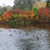 A photo showing a lake with ducks and colorful autumn trees.