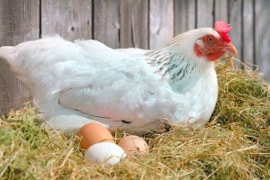 A chicken sitting near her eggs.