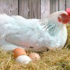 A chicken sitting near her eggs.