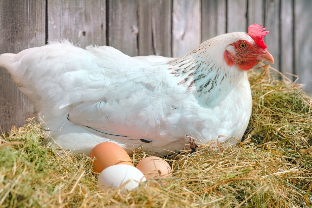 Backyard Chicken Eggs | ThriftyFun