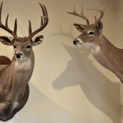 Two deer heads mounted on a wall.