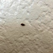Identifying Small Brown Bug - small elongated oval bug on textured wall