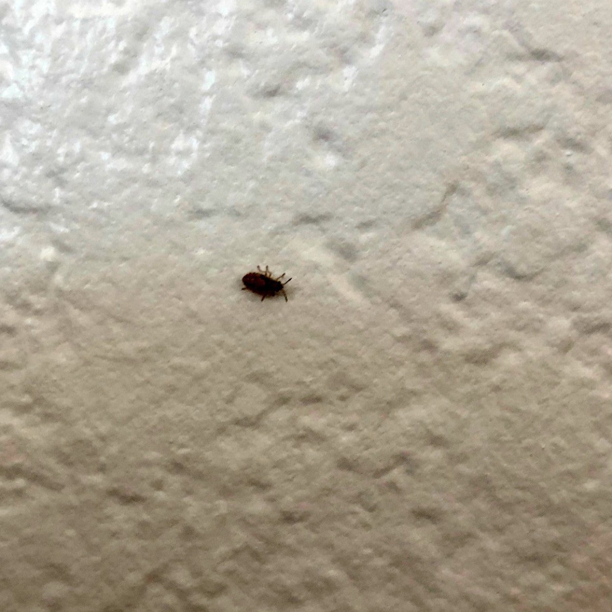Identifying Small Brown Bug? | ThriftyFun