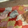 Identifying a Vintage Bunny from Hallmark - stuffed toys on a quilt
