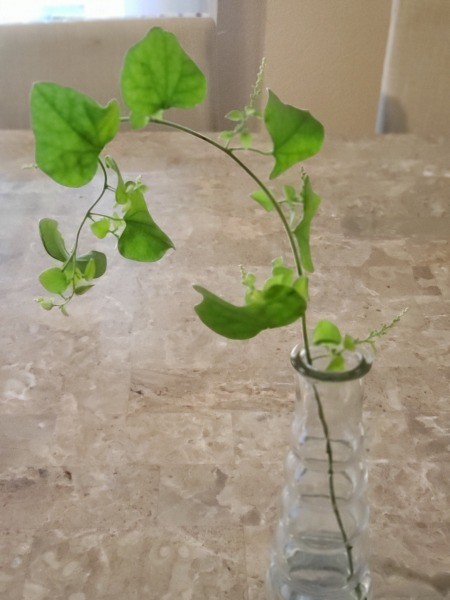Identifying a Vine and Growing It from Cuttings
