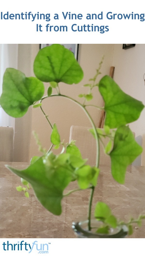 Identifying a Vine and Growing It from Cuttings? ThriftyFun