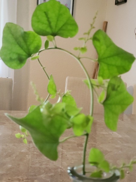 Identifying a Vine and Growing It from Cuttings - closeup of vine cutting