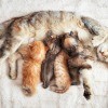A mother cat with several kittens nursing.