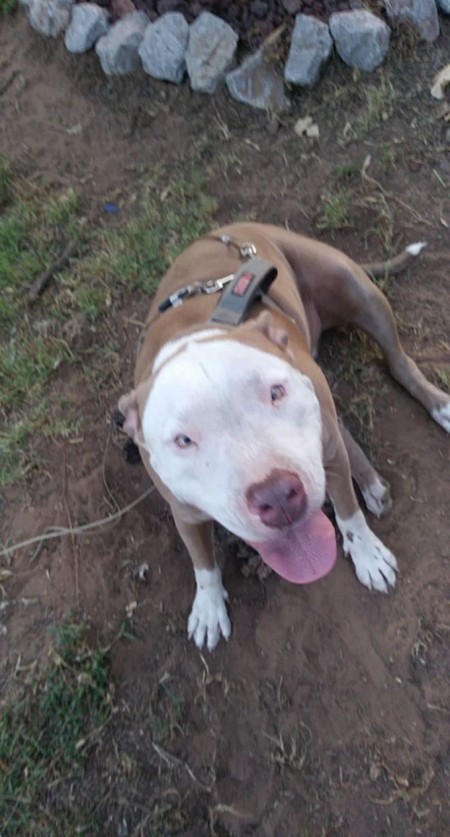 What Breed Is My Dog? - brown dog with white face