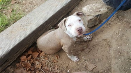 What Breed Is My Dog?