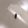 Identifying a Small Brown Bug - long brown bug