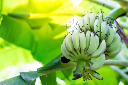 A banana tree with bunches of banana fruit.
