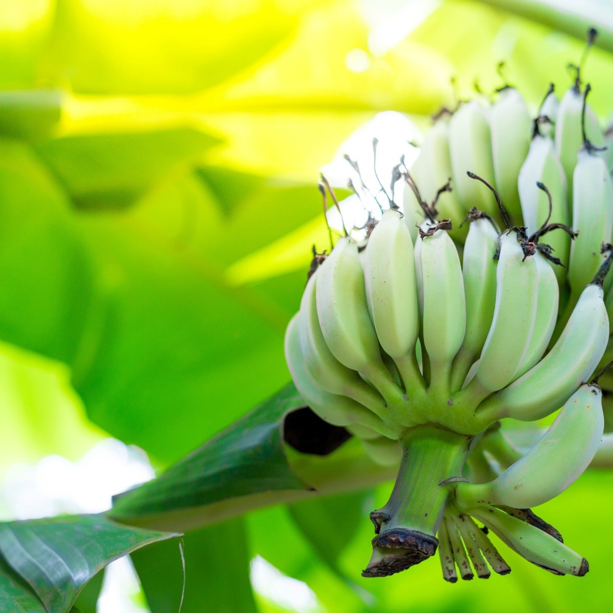 Banana Plant and Flower Photos ThriftyFun