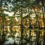A Louisiana swamp.