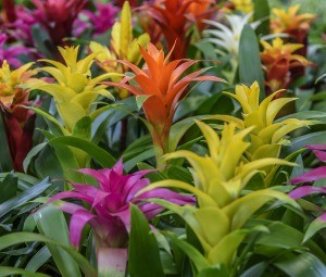 Different colored bromeliads in bloom.