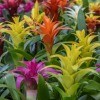 Different colored bromeliads in bloom.