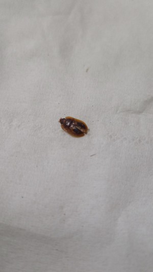 Identifying a Household Bug - dead bug
