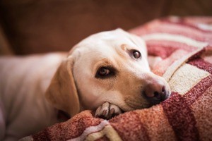 A sleepy dog.