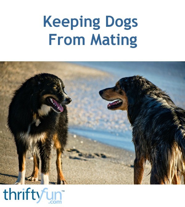 Keeping Dogs From Mating? ThriftyFun