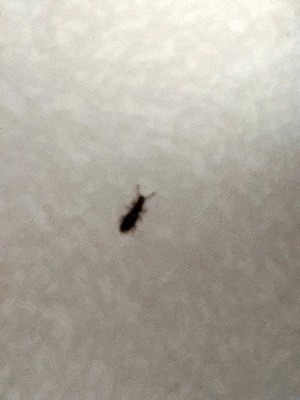 Small Black Bugs in Pantry Foods - long bug on white background