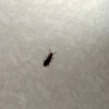 Small Black Bugs in Pantry Foods - long bug on white background