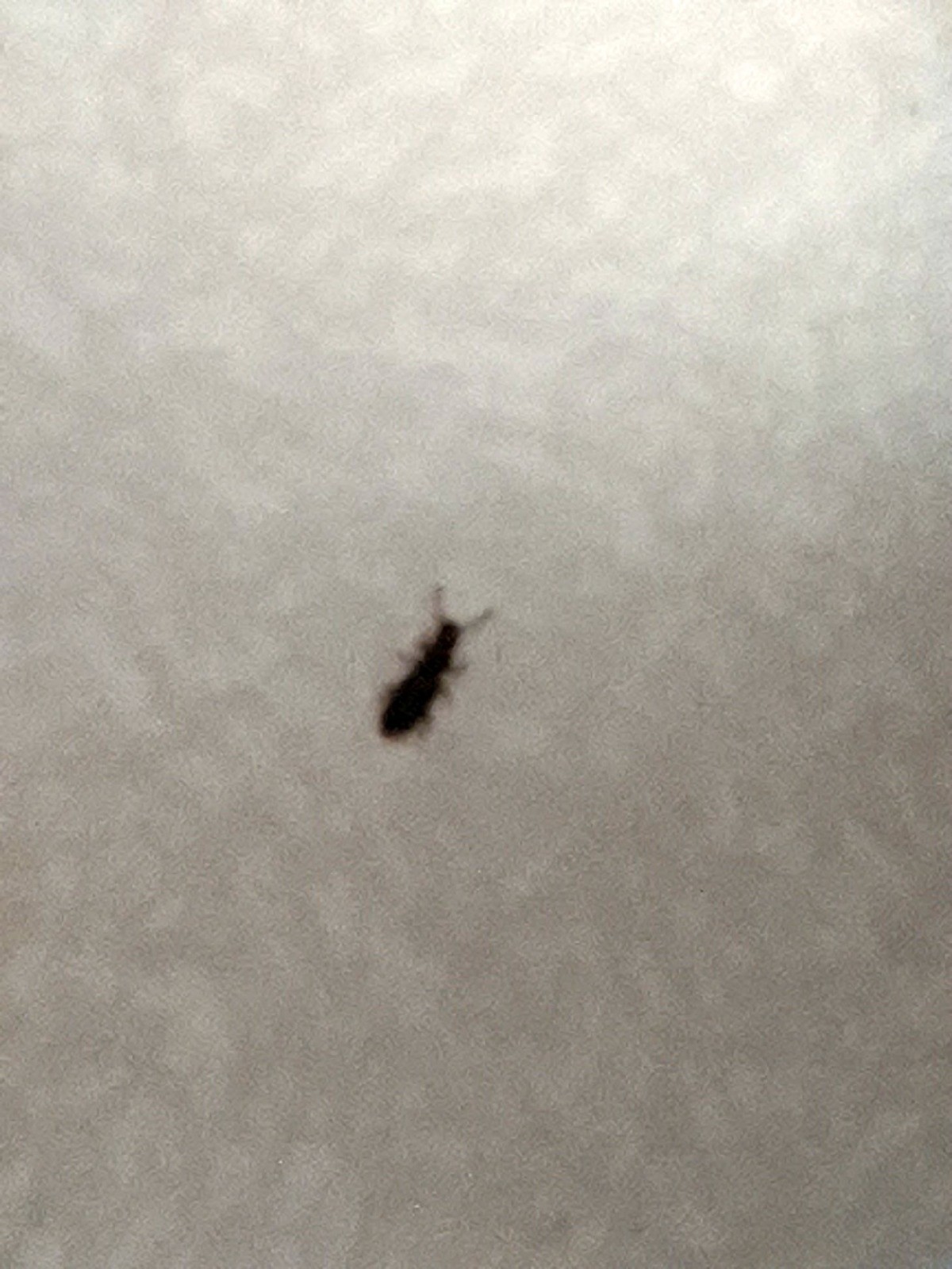 Small Black Bugs In Pantry Foods, Tiny Black Bugs In My Kitchen Cupboard