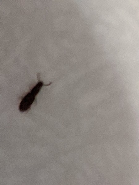 Small Black Bugs in Pantry Foods