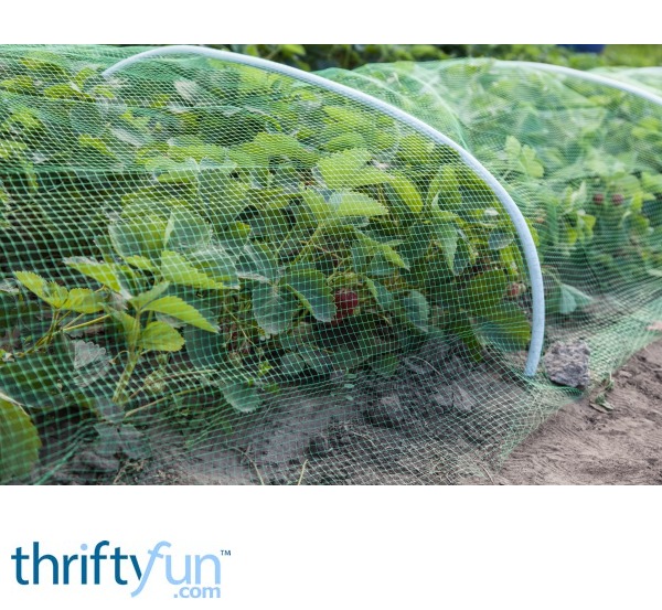 Protecting Garden Plants ThriftyFun