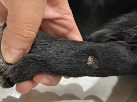 Dog Has Dry White Patches on His Back Legs