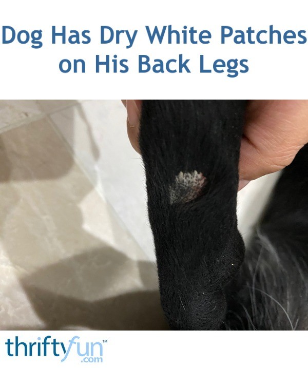 Dog Has Dry White Patches on His Back Legs? | ThriftyFun