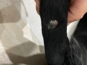 Dog Has Dry White Patches on His Back Legs - white patch in dog's fur