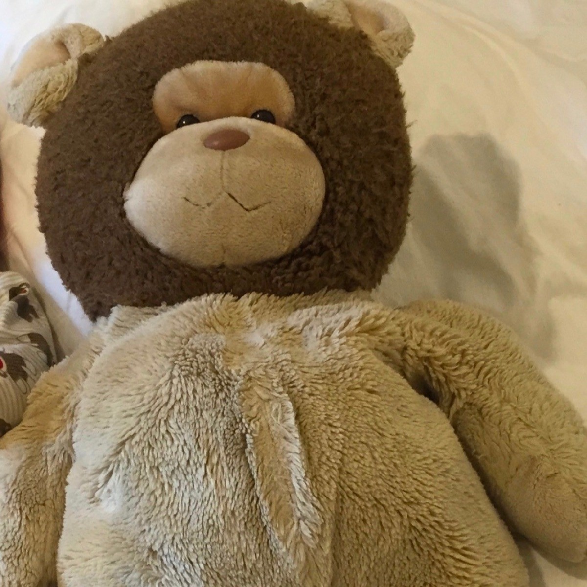 a stuffed bear