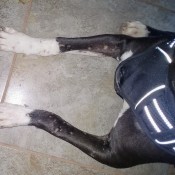 Cause of Dog's Bald Spots - numerous small bald spots on dogs front legs