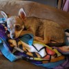 Is My Dog a Full Blooded Chihuahua? - brown Chi with darker tail and tips