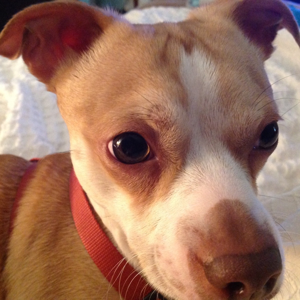 What Breed Mix Is My Dog? ThriftyFun