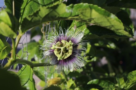 Passionfruit Flower - light purple and lime colored passion flower