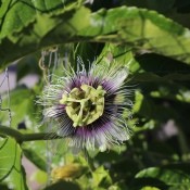 Passionfruit Flower - light purple and lime colored passion flower