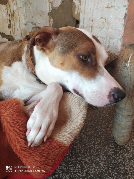 Is My Dog a Pit Bull?