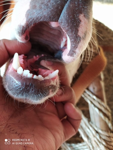 Is My Dog a Pit Bull?