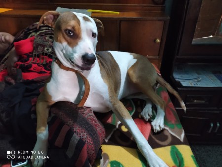 Is My Dog a Pit Bull? - brown and white dog