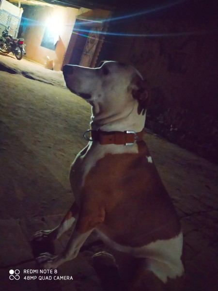 Is My Dog a Pit Bull?