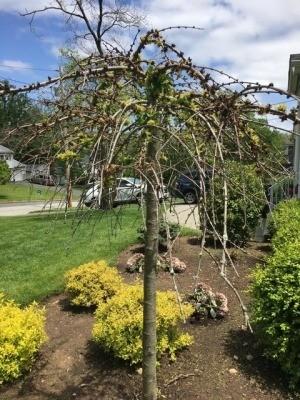 Struggling Weeping Cherry Tree - tree with few leaves