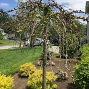 Struggling Weeping Cherry Tree - tree with few leaves