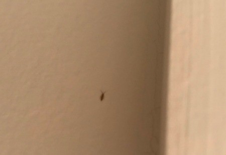 Getting Rid of Tiny Crawling Bugs - bug on the wall