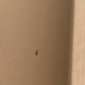 Getting Rid of Tiny Crawling Bugs - bug on the wall